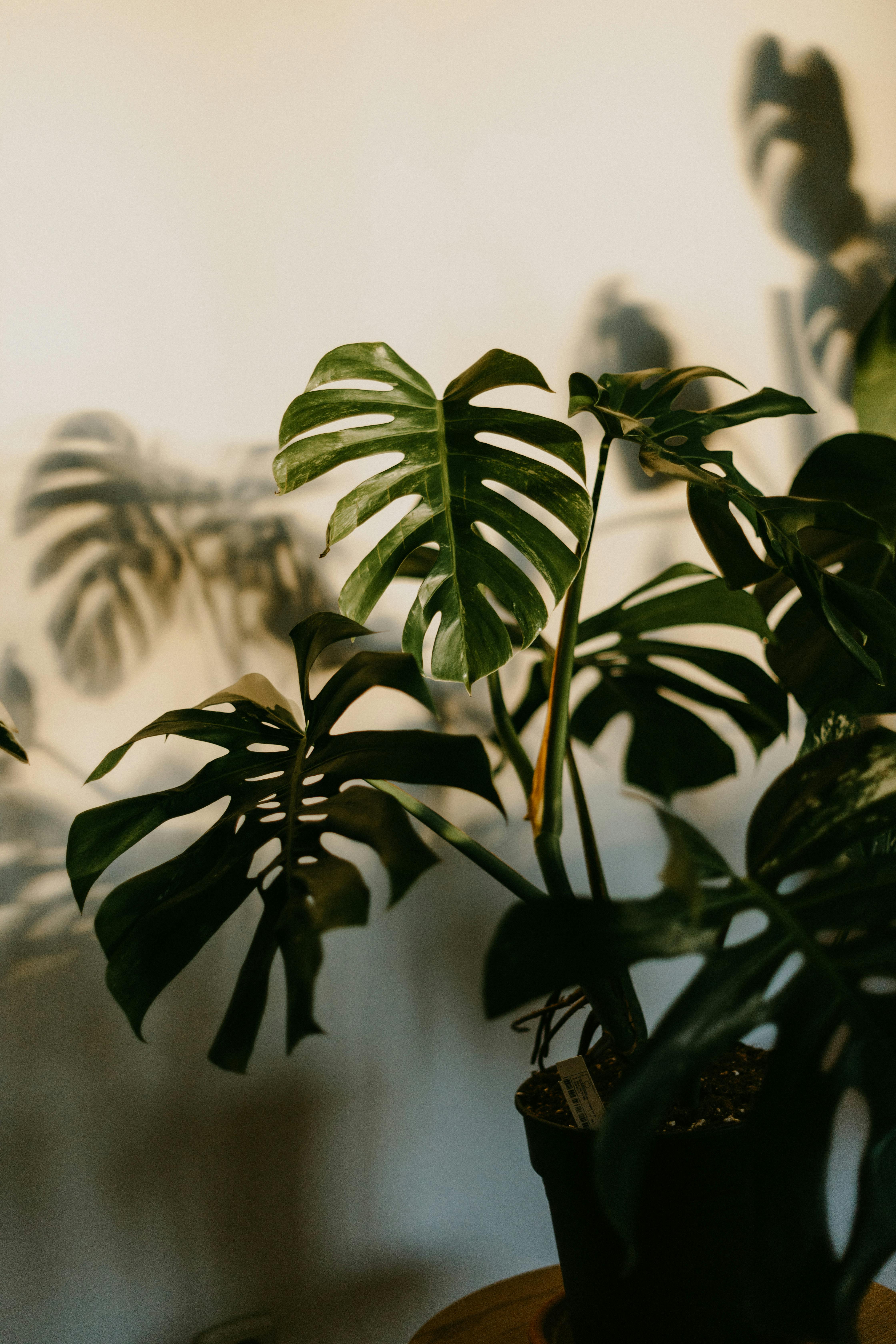 A photograph of a Monstera plant casting shadows on a white wall, creating a serene indoor scene.