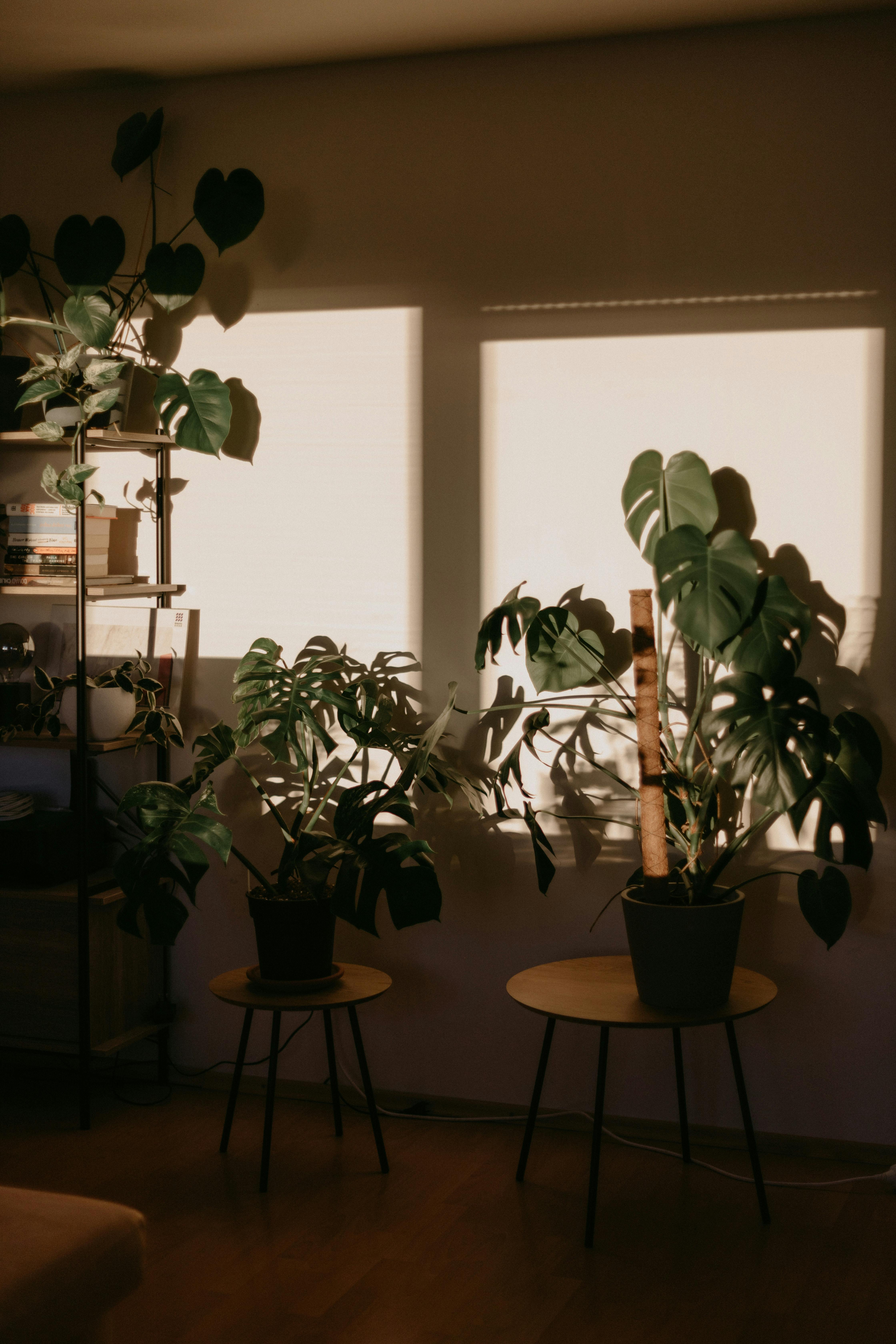 Warm afternoon light casts soft shadows in a cozy room with monstera plants and wooden tables.