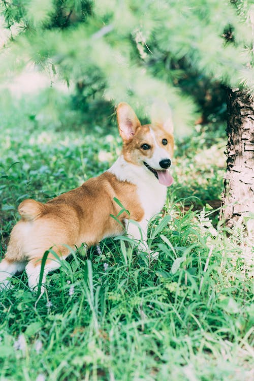 Photo of a Corgi Dog Standing in Grass 