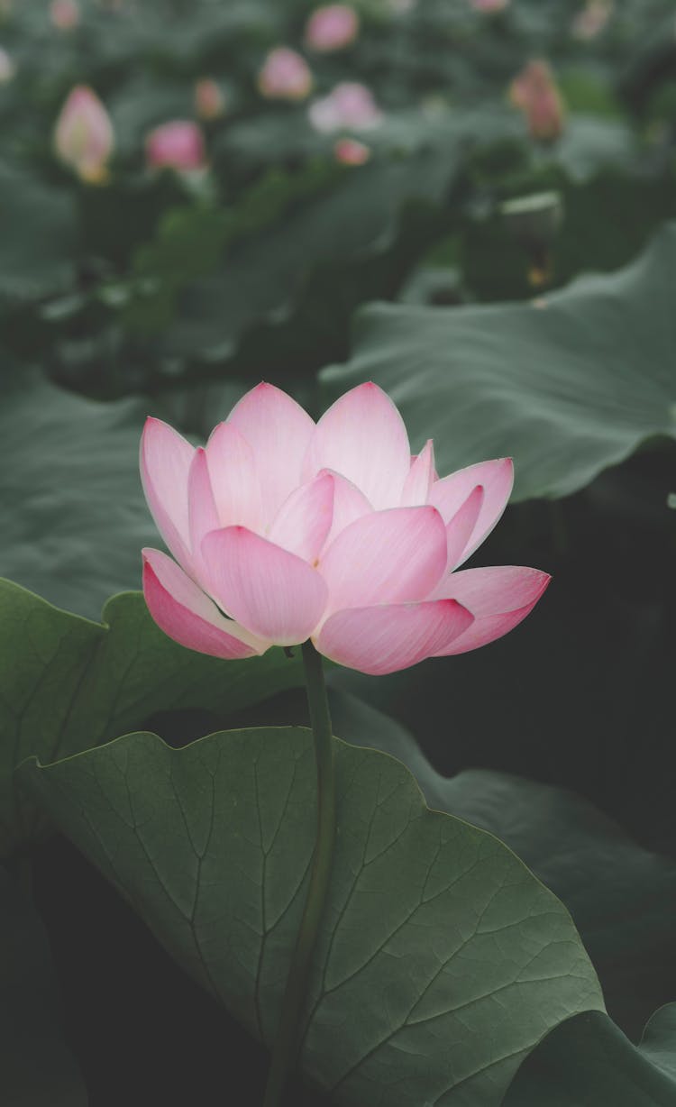 Pink Lotus Flower