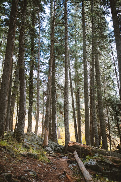 Free Photo of Forest During Daytime Stock Photo