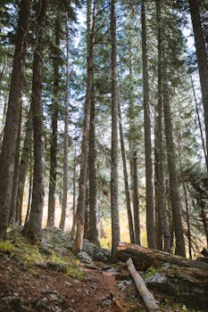 沿着一条宁静的森林小径漫步，两旁是高大的松树和郁郁葱葱的绿色植物，是自然爱好者的理想选择