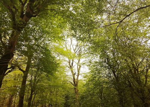 View of Trees with Bright Green Leaves in the Forest