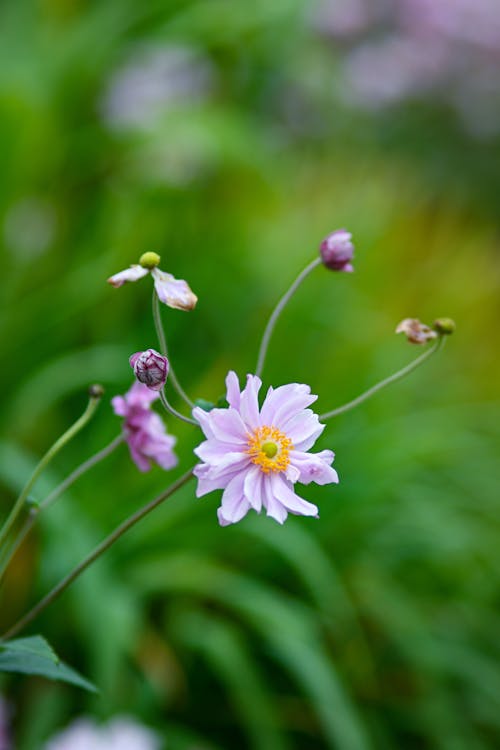 Purple Anemone Flower in Bloom