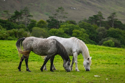 動物攝影, 吃草, 牧場 的 免费素材图片