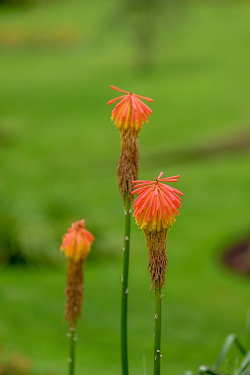 Flowers of Red Hot Poker