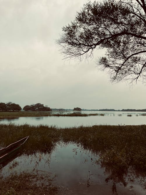 Rushes on Lake