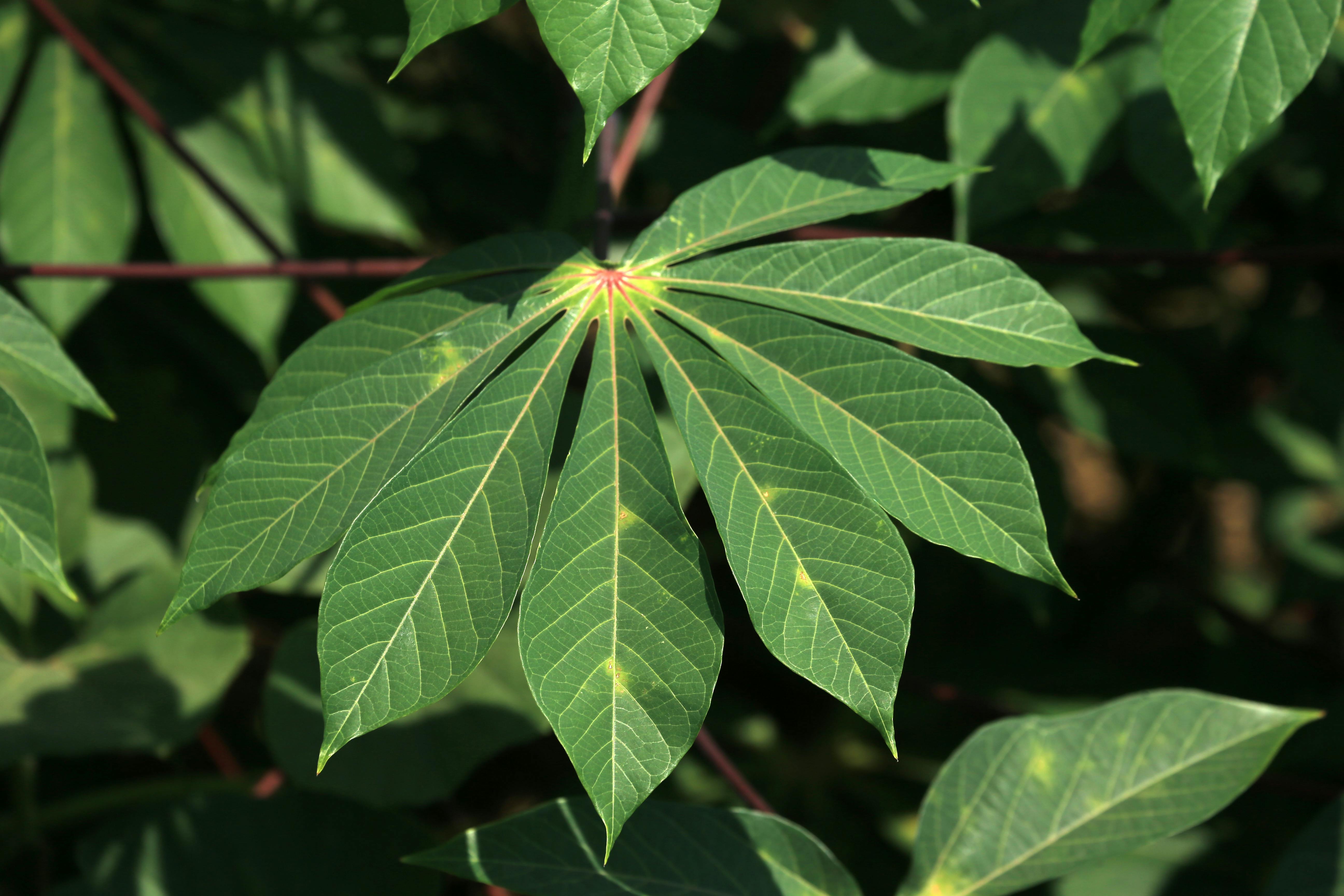 Cassava Kamoteng Kahoy - Urban Goes Green Plant Guide