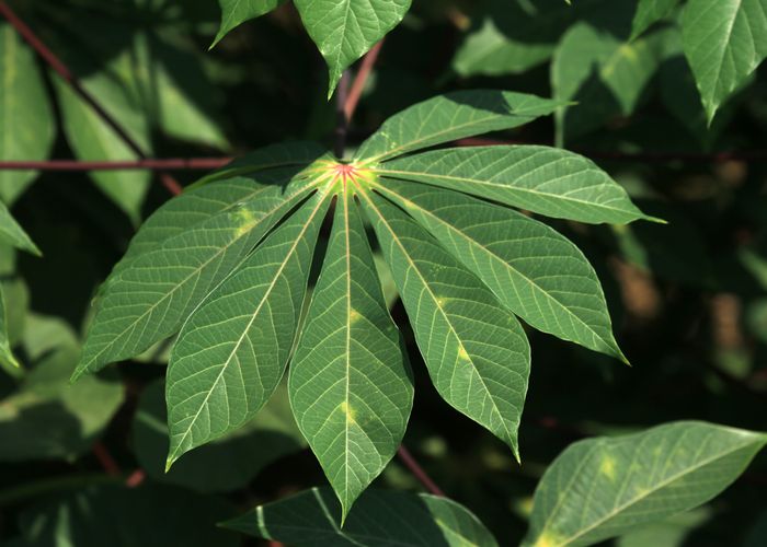 Cassava Kamoteng Kahoy - Urban Goes Green Plant Guide