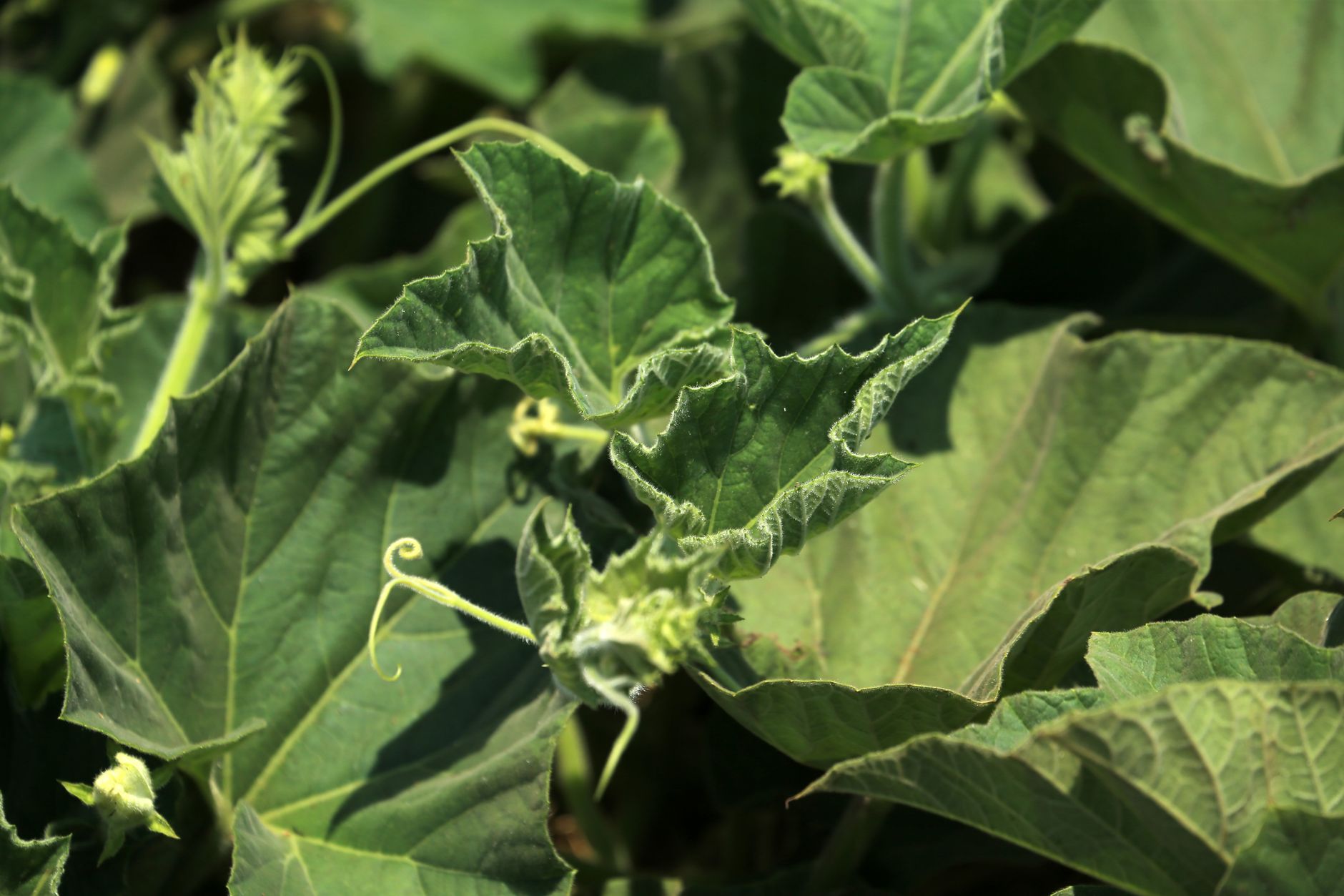 general distorted plant leaves