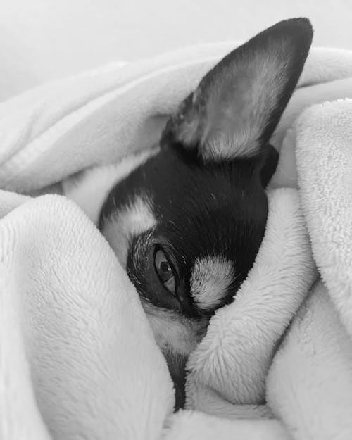 Free Dog Lying in Bed Stock Photo