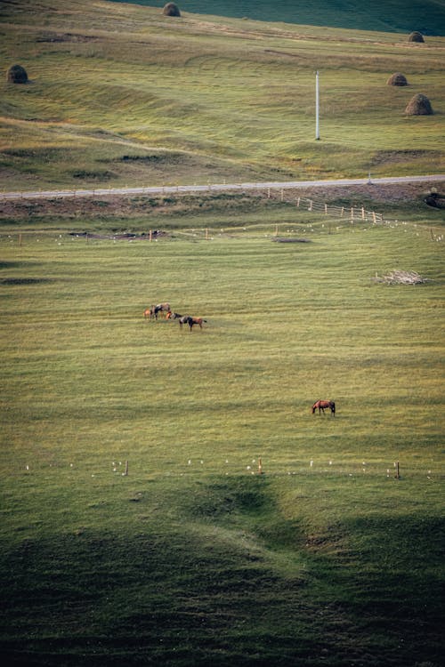 alan, arazi, atlar içeren Ücretsiz stok fotoğraf