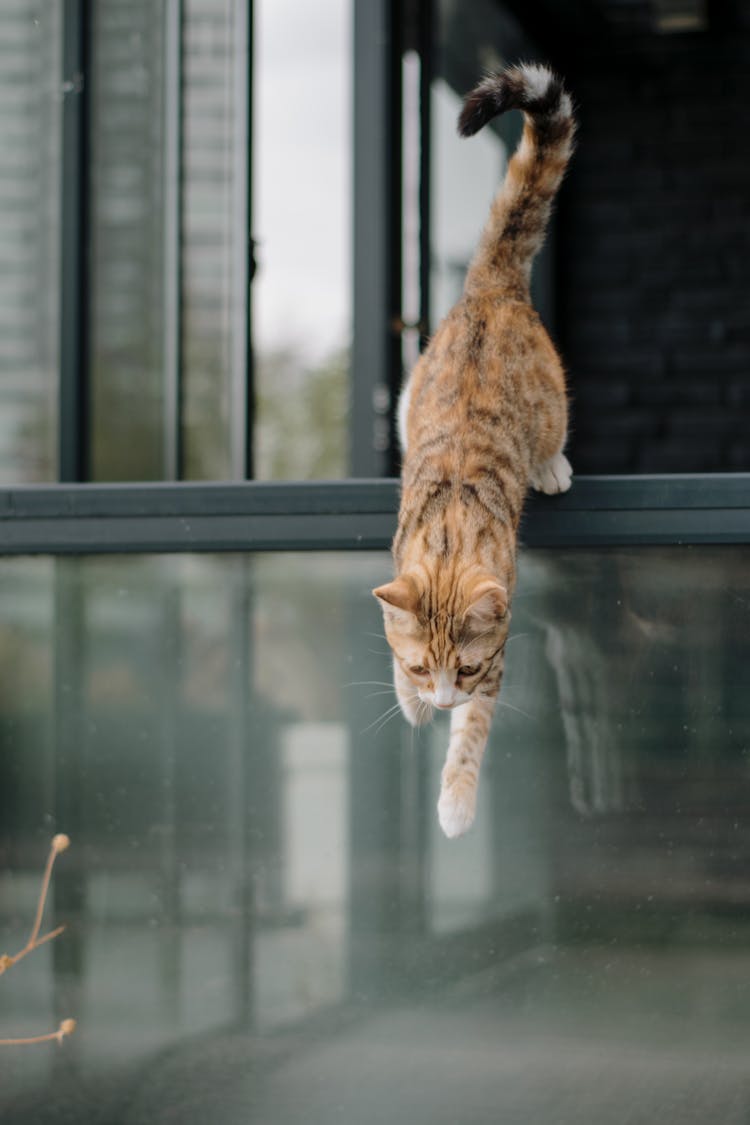 Cat Jumping Down From Window