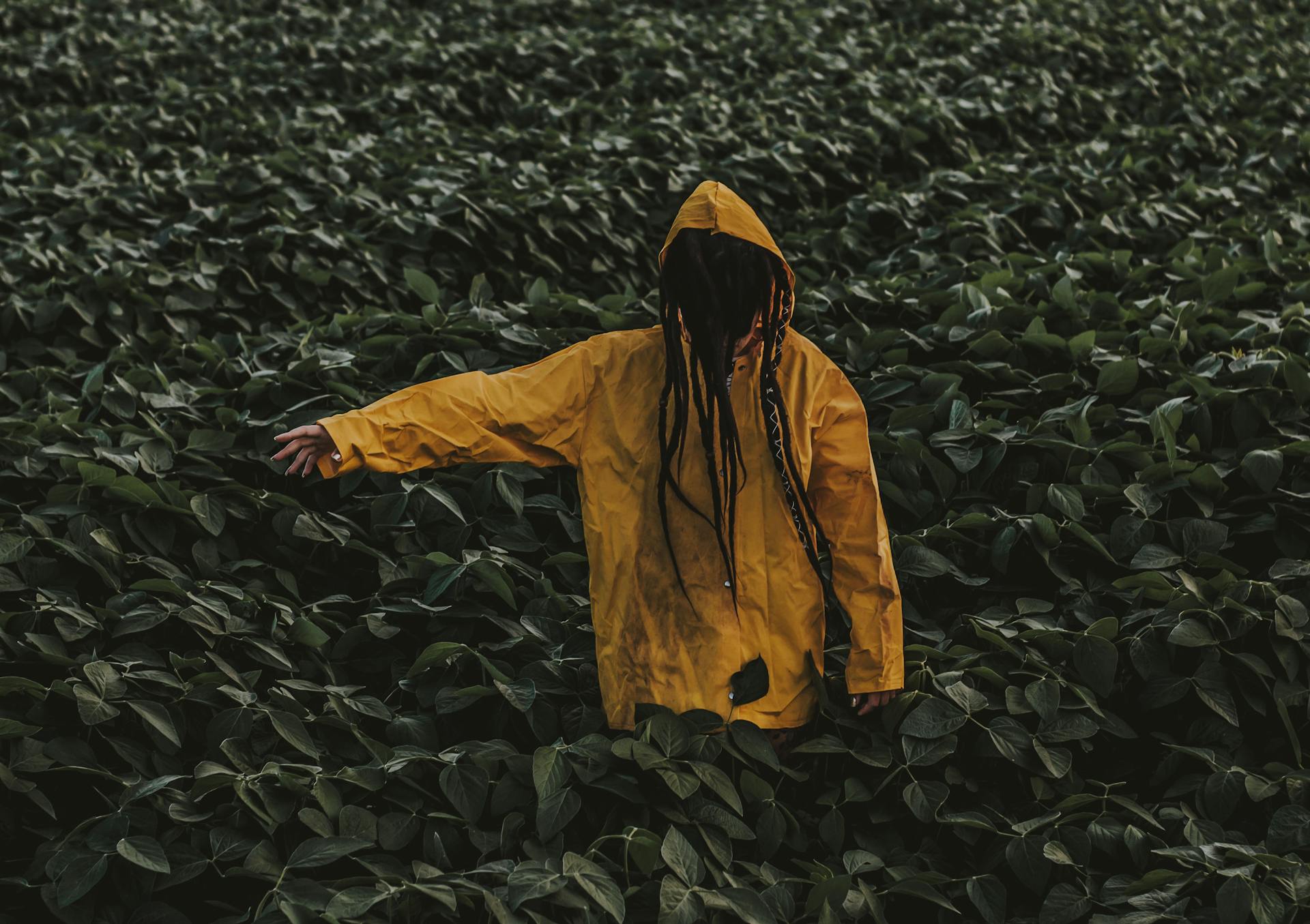 A person wearing a yellow raincoat stands amidst a dense green crop field. Rural scenic view.