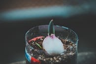 特写镜头捕捉了透明盆内土壤中球茎植物发芽的早期生长