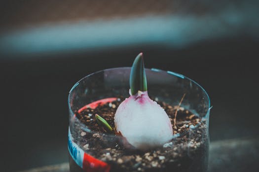 特写镜头捕捉了透明盆内土壤中球茎植物发芽的早期生长