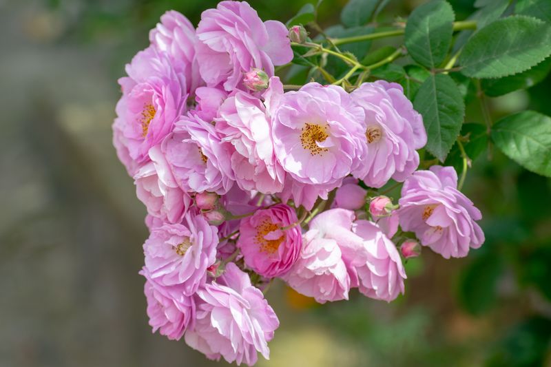pink damask rose garden Bulgaria