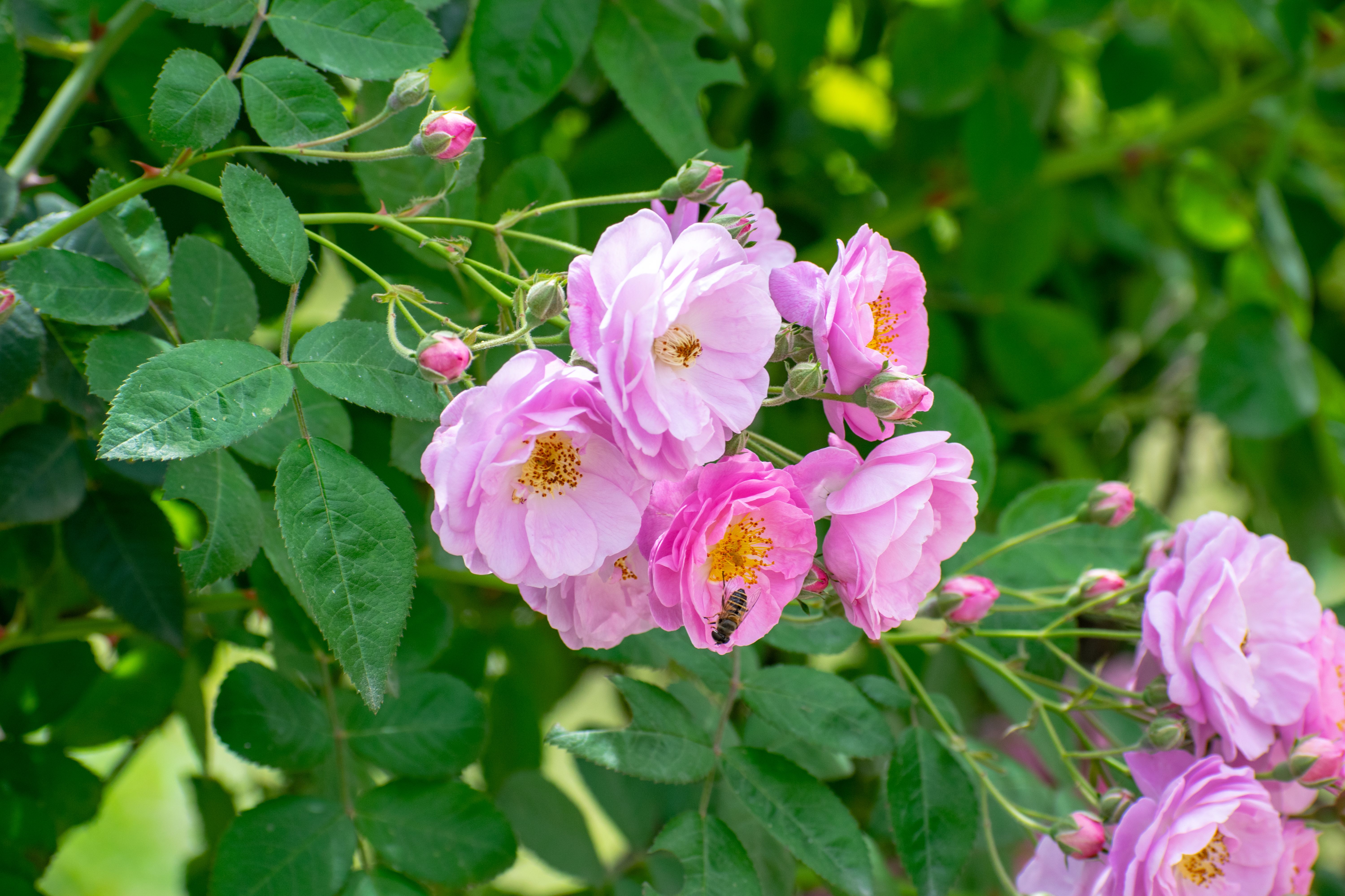 Pink Flowers of a Damask Rose · Free Stock Photo