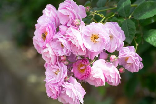 Free A beautiful cluster of pink garden roses with lush green leaves. Stock Photo