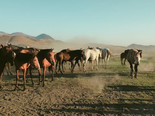 Бесплатное стоковое фото с mustang, белые лошади, верблюд
