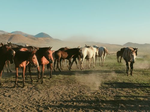 Free A herd of wild horses in a dusty landscape in Hürmetci, Kayseri, Türkiye. Stock Photo