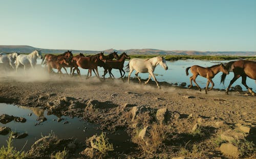 Бесплатное стоковое фото с mustang, бег, бежать