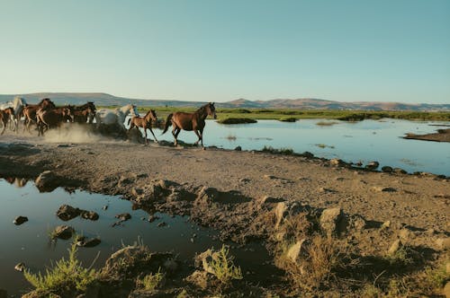 Fotos de stock gratuitas de agua, al aire libre, animales