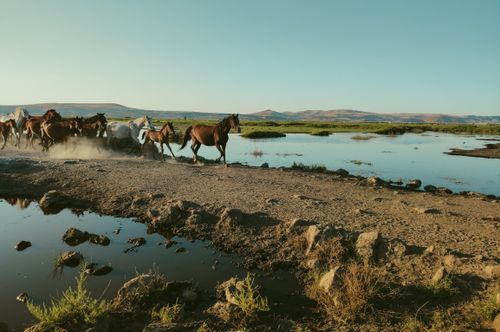Free A herd of horses running freely along a lakeshore in Hürmetci, Türkiye during daylight. Stock Photo