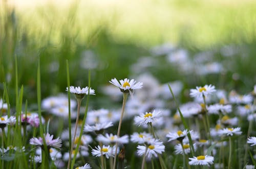 Gratis arkivbilde med blomster, chamomiles, natur