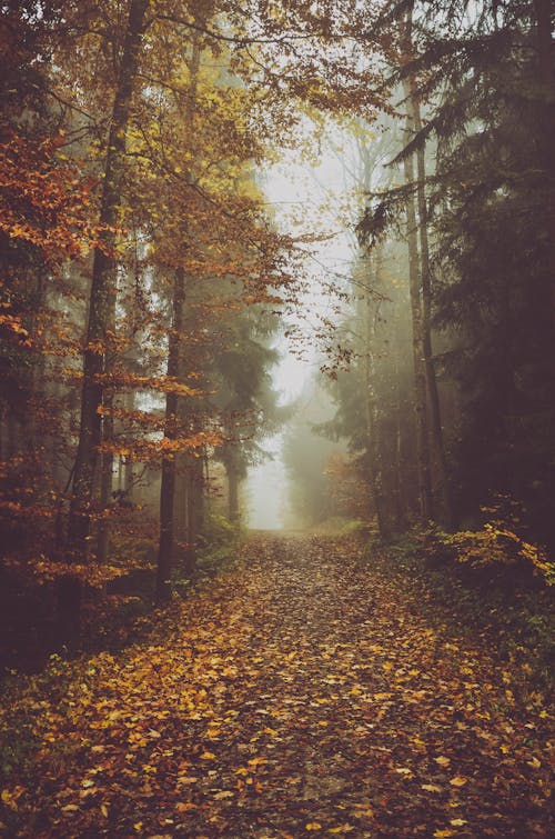 Dirt Road in Forest in Autumn