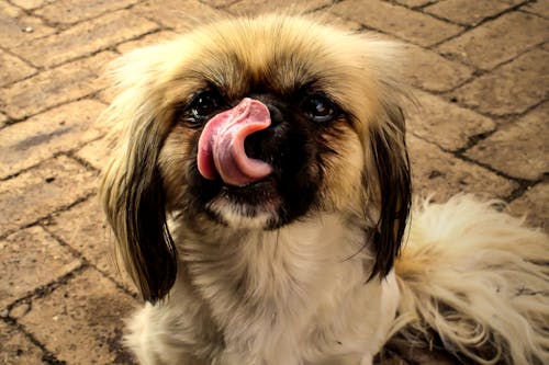 Darmowe zdjęcie z galerii z język, pies, uroczy