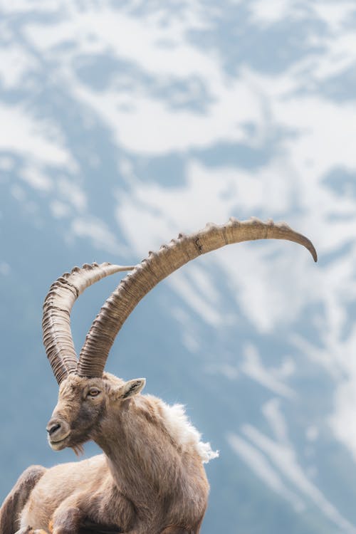 The Alpine Ibex against the Sky 