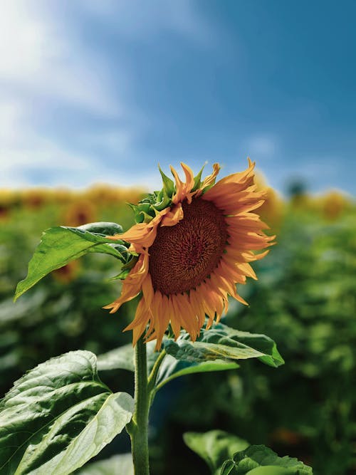 Sunflower on Field