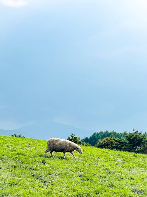 Fotobanka s bezplatnými fotkami na tému 2020 tapety, 4k tapety, 8k tapety