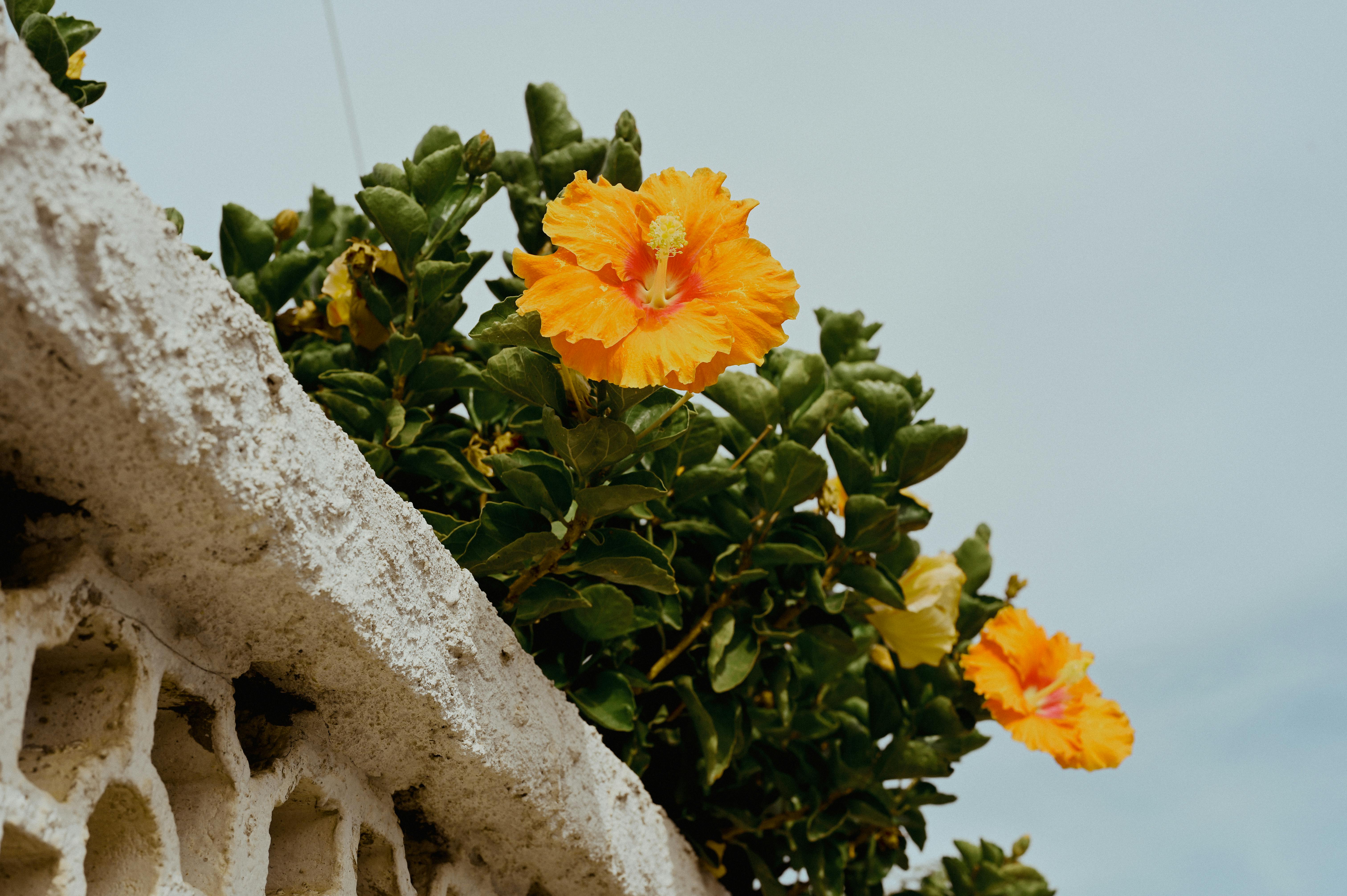 Orange flowers on a wall