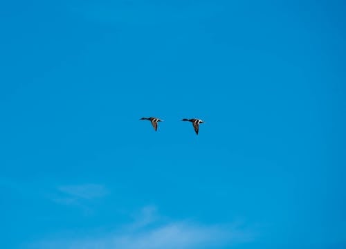 Ducks Flying under Clear Sky