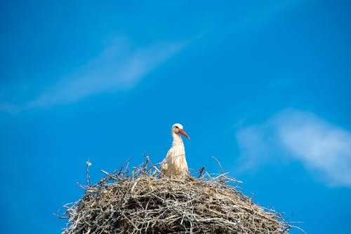 Blue Sky over Stork Nest
