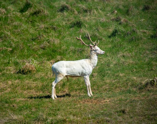 Kostnadsfri bild av albino, djurfotografi, grässlätt