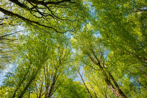 Free A vibrant view of lush green trees under a clear blue sky, captured in spring. Stock Photo