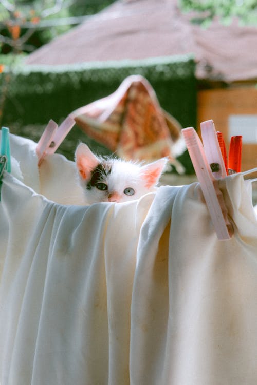 Kitten behind Drying Laundry 