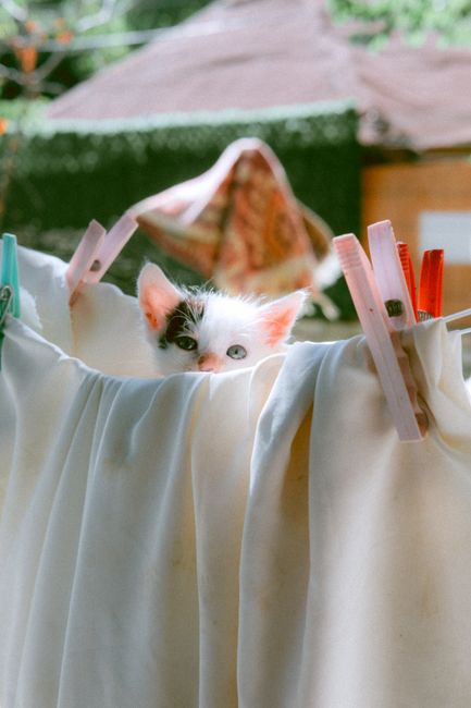 A cute kitten peeks through sheets on a clothesline, creating a charming indoor scene.