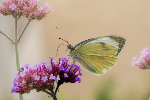 Immagine gratuita di farfalla, fiore, focus selettivo