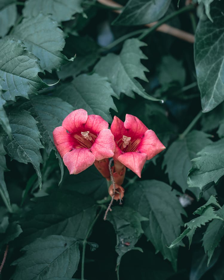 Pink Hibiscus Flowers