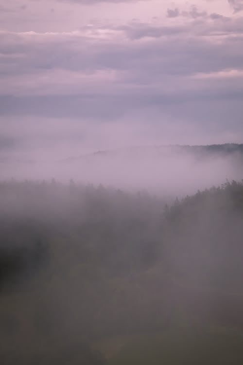 Foto d'estoc gratuïta de boira, bosc, foto des d'un dron