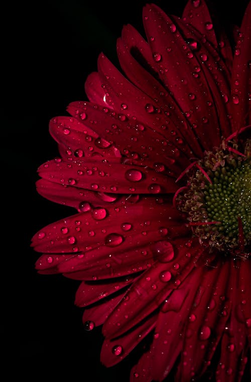 Raindrops on Red Flower Petals