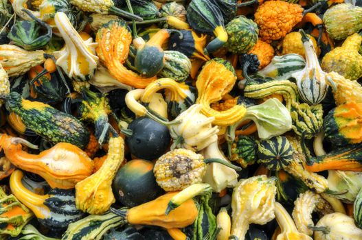 Colorful assortment of decorative gourds, perfect for autumn and fall harvest themes.