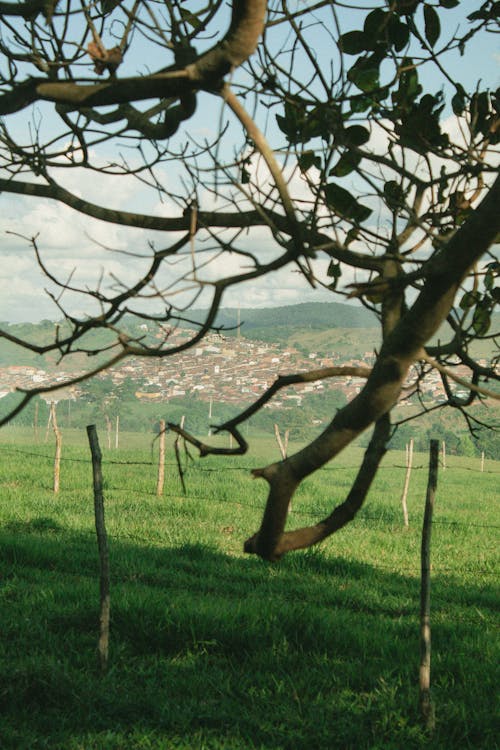 Darmowe zdjęcie z galerii z drzewo, gałąź, krajobraz