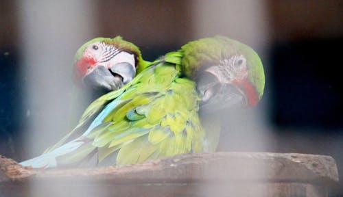 金剛鸚鵡鳥 的 免費圖庫相片