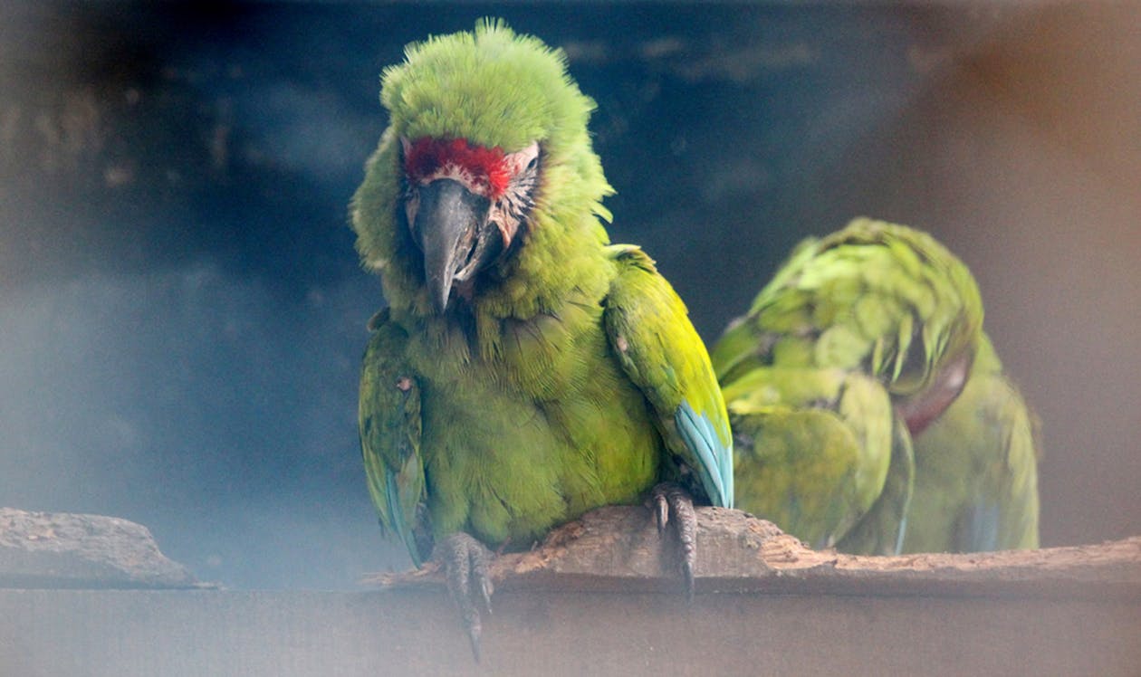Foto stok gratis burung macaw pemalas