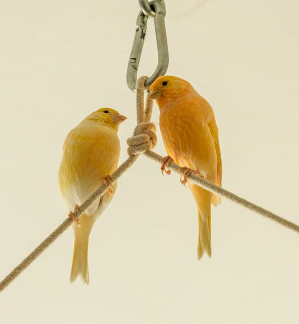 Two canaries perched on a hanging rope, showcasing vibrant yellow hues indoors.